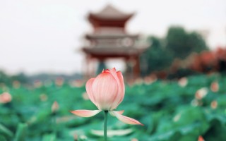 创万零科技 超百万朵！荷花怒放，错过等一年！